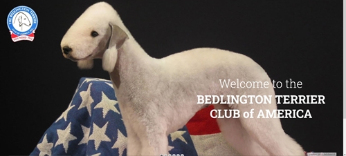 Bedlington Club of America (USA)